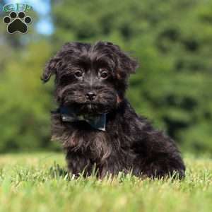 Hudson, Yorkie Poo Puppy