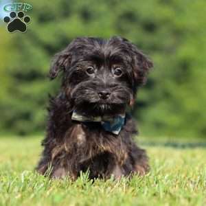 Hudson, Yorkie Poo Puppy