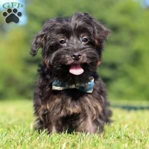Hudson, Yorkie Poo Puppy