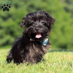 Hudson, Yorkie Poo Puppy