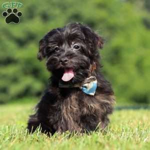 Hudson, Yorkie Poo Puppy