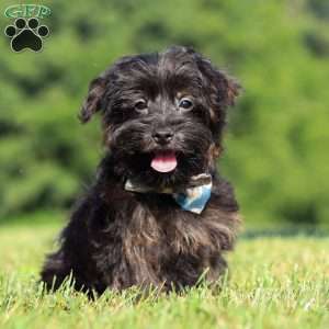 Hudson, Yorkie Poo Puppy