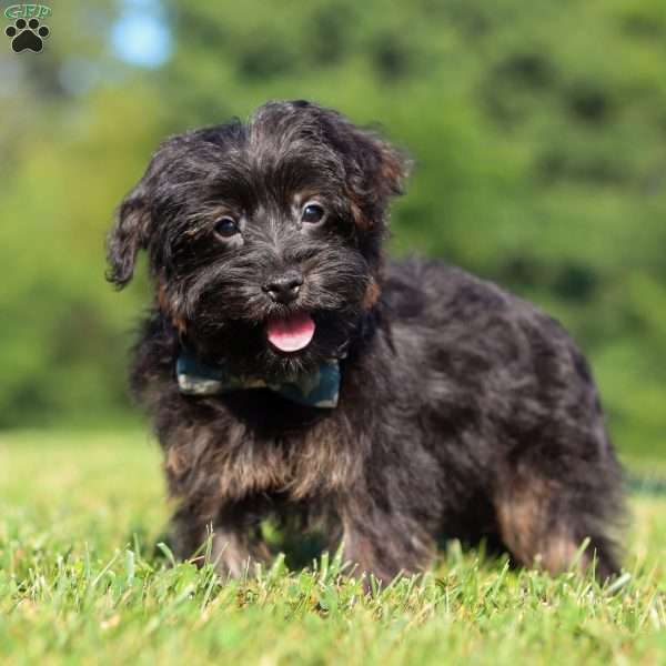 Hudson, Yorkie Poo Puppy
