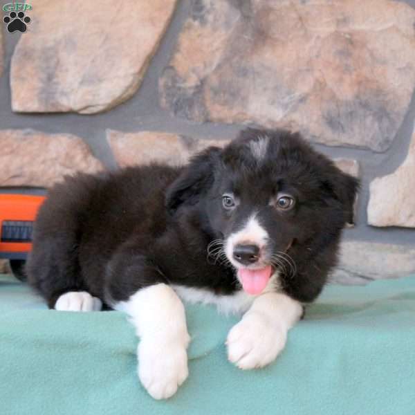 Hudson, Border Collie Puppy