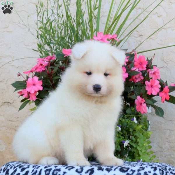 Hudson, Samoyed Puppy