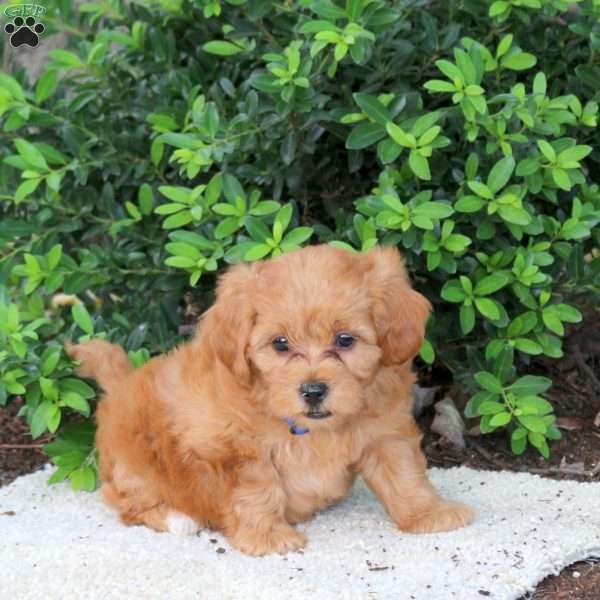 Hudson, Havapoo Puppy
