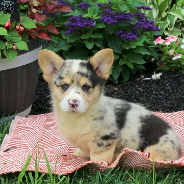 Hudson, Pembroke Welsh Corgi Puppy