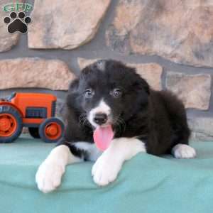 Hudson, Border Collie Puppy