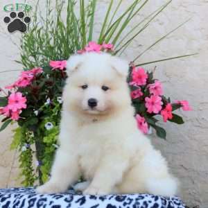 Hudson, Samoyed Puppy