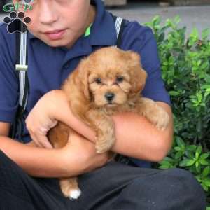 Hudson, Havapoo Puppy