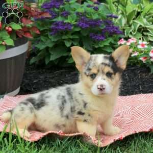 Hudson, Pembroke Welsh Corgi Puppy