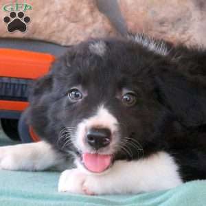Hudson, Border Collie Puppy