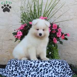 Hudson, Samoyed Puppy