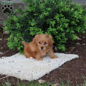 Hudson, Havapoo Puppy