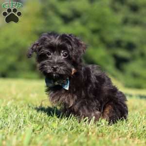 Hudson, Yorkie Poo Puppy
