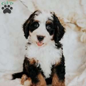 Hugh, Mini Bernedoodle Puppy
