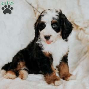 Hugh, Mini Bernedoodle Puppy