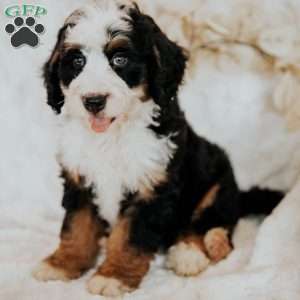 Hugh, Mini Bernedoodle Puppy