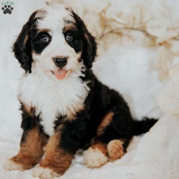 Hugh, Mini Bernedoodle Puppy