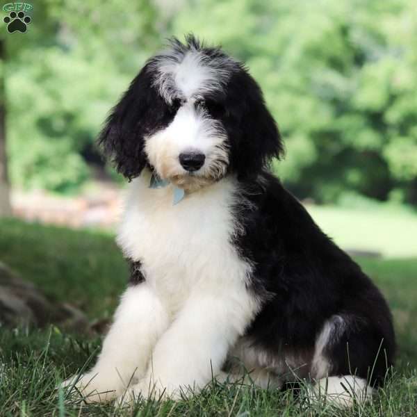 Hugo, Sheepadoodle Puppy