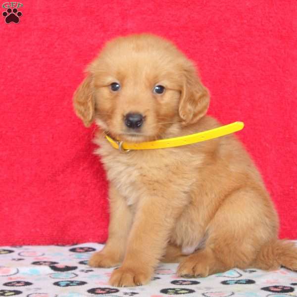 Hugo, Golden Retriever Puppy
