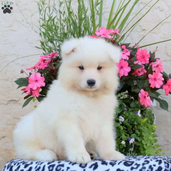 Hugo, Samoyed Puppy