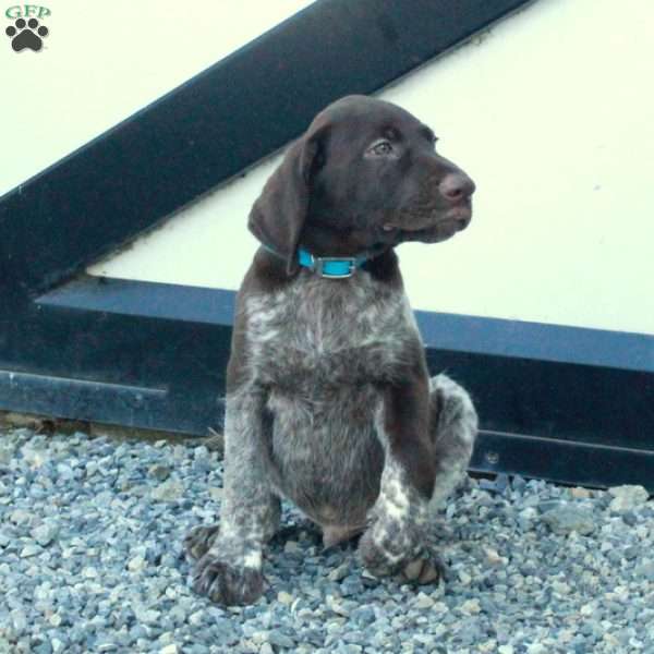 Hugo, German Shorthaired Pointer Puppy