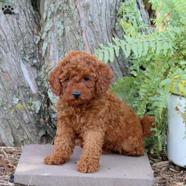 Hugo, Miniature Poodle Puppy