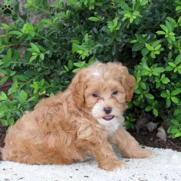 Hugo, Havapoo Puppy