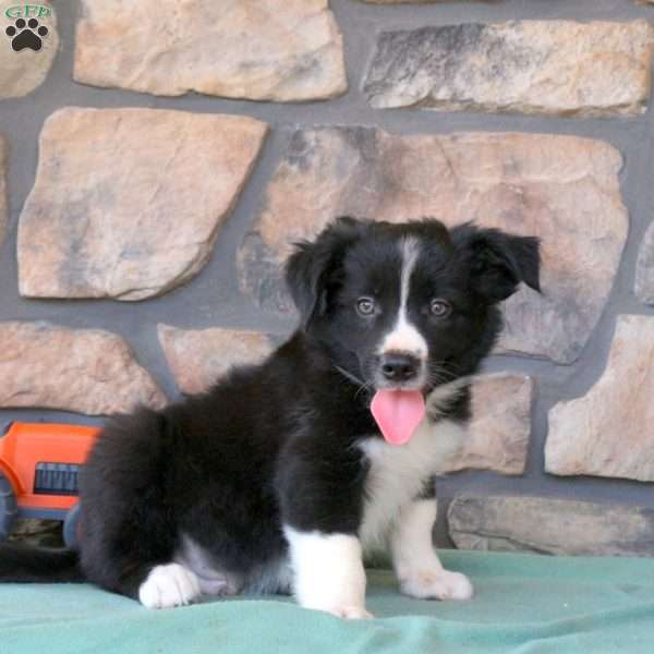 Hugo, Border Collie Puppy