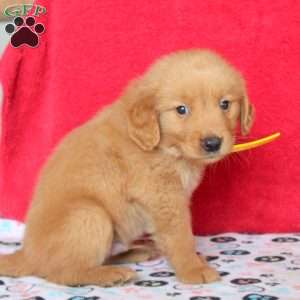 Hugo, Golden Retriever Puppy