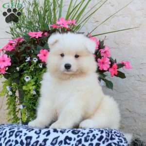 Hugo, Samoyed Puppy