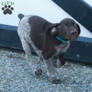 Hugo, German Shorthaired Pointer Puppy