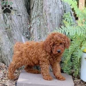 Hugo, Miniature Poodle Puppy