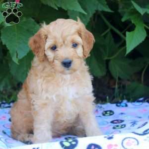 Hugo, Cockapoo Puppy