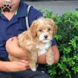 Hugo, Havapoo Puppy