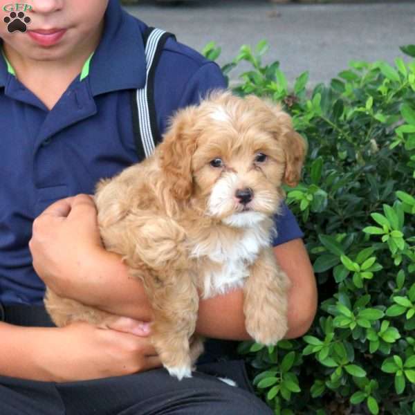 Hugo, Havapoo Puppy