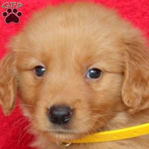 Hugo, Golden Retriever Puppy
