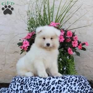 Hugo, Samoyed Puppy