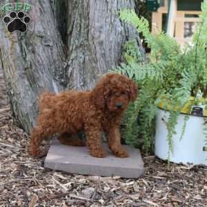 Hugo, Miniature Poodle Puppy