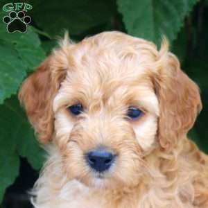 Hugo, Cockapoo Puppy
