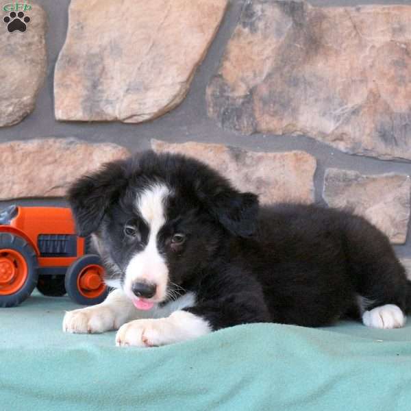 Hunter, Border Collie Puppy