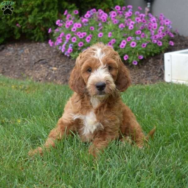 Hunter – Mini, Irish Doodle Puppy