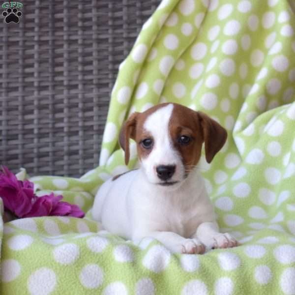Hunter, Jack Russell Terrier Puppy
