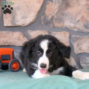 Hunter, Border Collie Puppy