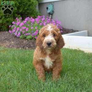Hunter – Mini, Irish Doodle Puppy