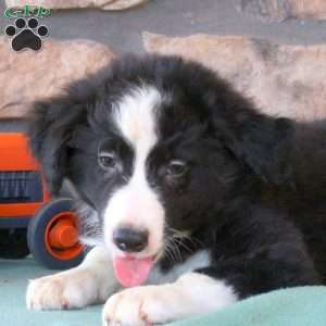 Hunter, Border Collie Puppy