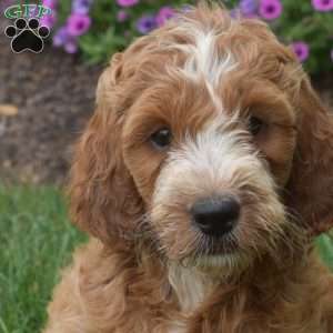 Hunter – Mini, Irish Doodle Puppy