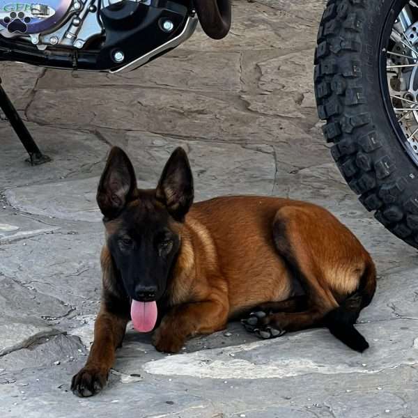 Houston, Belgian Malinois Puppy