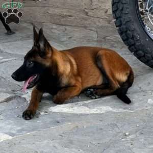 Houston, Belgian Malinois Puppy